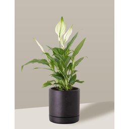 Vaso de Cerâmica com Prato para Plantas Preto Pequeno - 2
