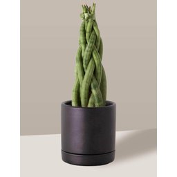 Vaso de Cerâmica com Prato para Plantas Preto Pequeno - 3