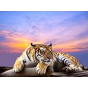 Ver imagem 2 de Papel De Parede Animais Tigre Por Do Sol 3D Anm119