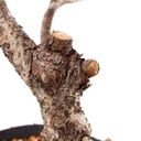 Ver imagem 5 de Pré Bonsai Pinheiro Negro 15 Anos