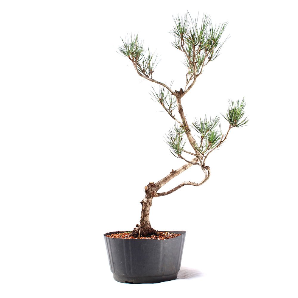 Pré Bonsai Pinheiro Negro 15 Anos