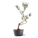 Ver imagem 1 de Pré Bonsai Pinheiro Negro 15 Anos