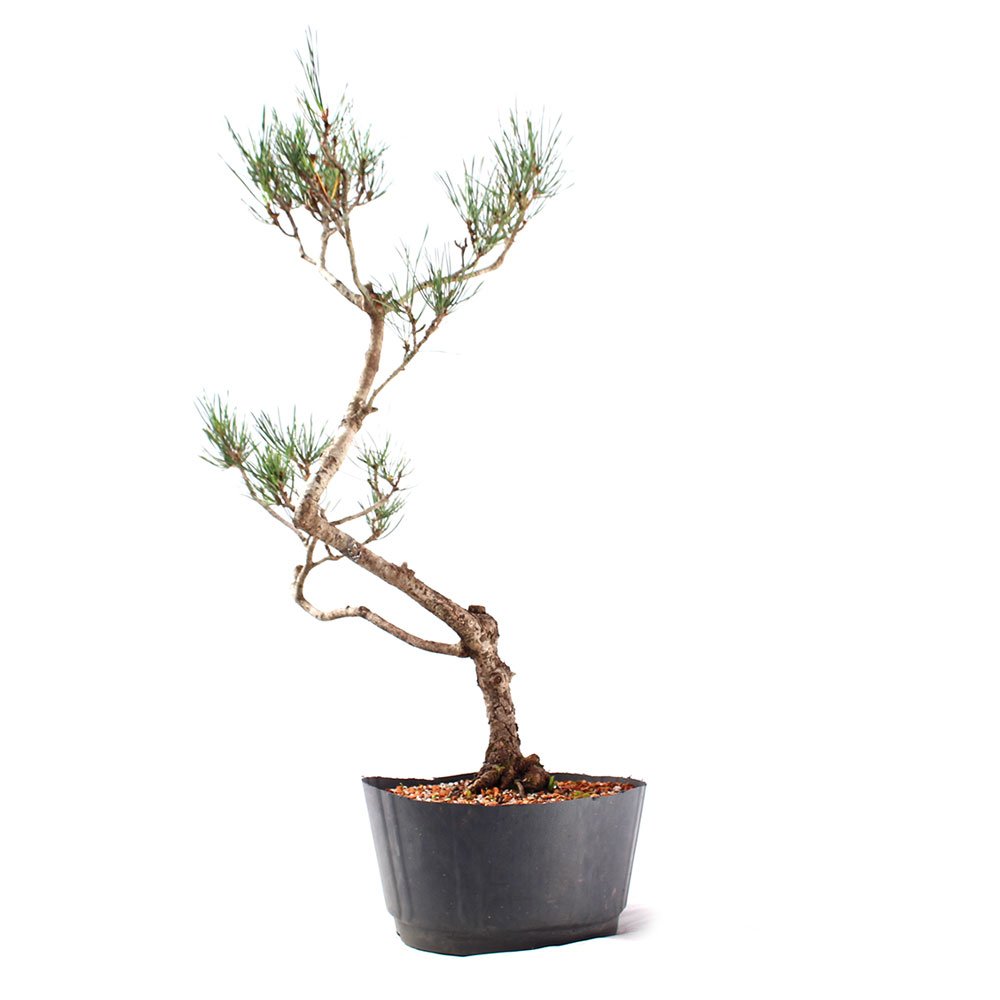 Pré Bonsai Pinheiro Negro 15 Anos - 3