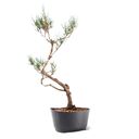 Ver imagem 3 de Pré Bonsai Pinheiro Negro 15 Anos