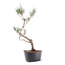 Ver imagem 3 de Pré Bonsai Pinheiro Negro 15 Anos