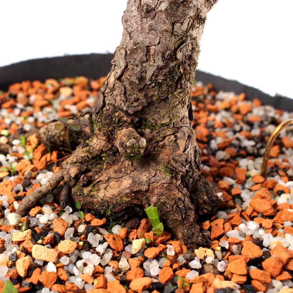 Pré Bonsai Pinheiro Negro 15 Anos - 6