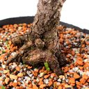 Ver imagem 6 de Pré Bonsai Pinheiro Negro 15 Anos