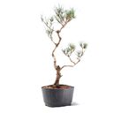 Ver imagem 4 de Pré Bonsai Pinheiro Negro 15 Anos