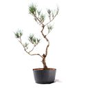 Ver imagem 2 de Pré Bonsai Pinheiro Negro 15 Anos