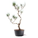 Ver imagem 2 de Pré Bonsai Pinheiro Negro 15 Anos