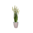 Ver imagem 1 de Planta Árvore Artificial Grass com Grão 90 cm Kit + Vaso S. Bege 30 cm