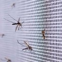 Ver imagem 3 de Tela Mosquiteiro Pernilongo Inseto 2 Metros Janela Basculante Porta Segurança Resistente Proteçao