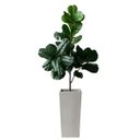 Ver imagem 4 de Kit 4 Árvores Ficus Artificial Detalhadas Revestidas em Silicone para Compor Vaso Decorativo Grande