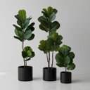 Ver imagem 1 de Kit 4 Árvores Ficus Artificial Detalhadas Revestidas em Silicone para Compor Vaso Decorativo Grande