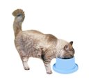 Ver imagem 4 de Comedouro Alto Elevado Azul para Cães e Gatos Anti Formiga Decore Fácil Shop