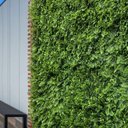 Ver imagem 1 de 4 Placas de Grama Artificial Premium para Parede de Plantas Cobertura Incrível Acabamento Realista