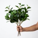 Ver imagem 3 de 7 Galhos de Planta Peperômia Artificial 65cm Decoração Toque Real