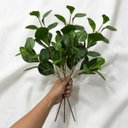 Ver imagem 4 de 7 Galhos de Planta Peperômia Artificial 65cm Decoração Toque Real
