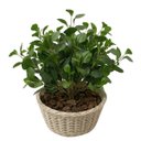 Ver imagem 7 de 7 Galhos de Planta Peperômia Artificial 65cm Decoração Toque Real