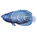 Ver imagem 3 de Almofada Decorativa Pequeno Peixe Azul