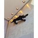 Ver imagem 4 de Escultura Estátua Decorativa Pantera Ataque Gigante 55cm:preto Fosco