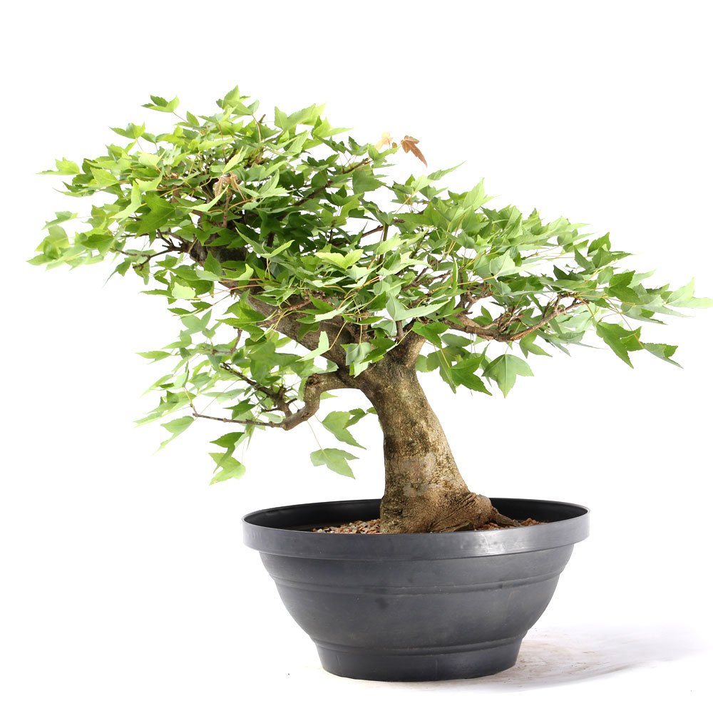 Pré Bonsai Acer Tridente 16 Anos