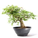 Ver imagem 1 de Pré Bonsai Acer Tridente 16 Anos