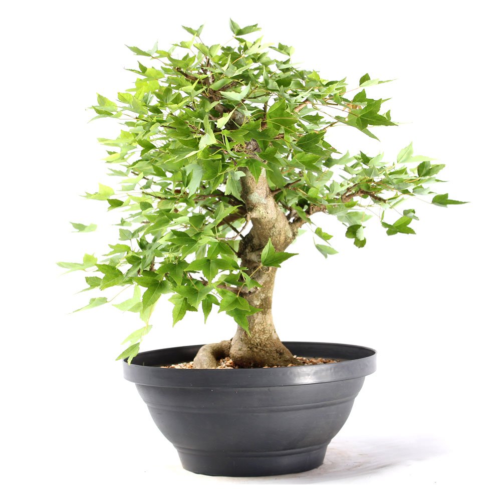 Pré Bonsai Acer Tridente 16 Anos - 2