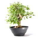 Ver imagem 2 de Pré Bonsai Acer Tridente 16 Anos