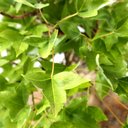 Ver imagem 6 de Pré Bonsai Acer Tridente 16 Anos