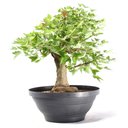 Ver imagem 4 de Pré Bonsai Acer Tridente 16 Anos