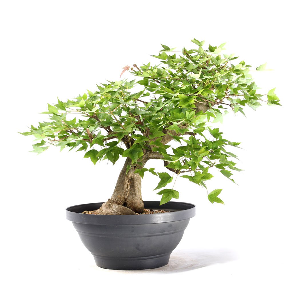 Pré Bonsai Acer Tridente 16 Anos - 3