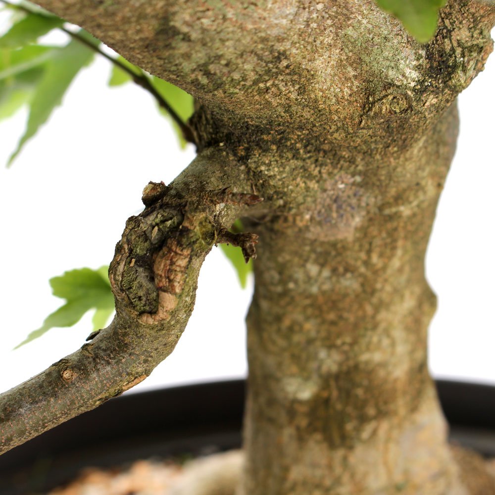 Pré Bonsai Acer Tridente 16 Anos - 5