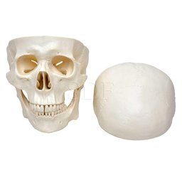 Crânio Humano Tamanho Natural em 3 Partes Anatomia - 1
