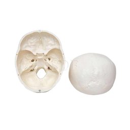 Crânio Humano Tamanho Natural em 3 Partes Anatomia - 3