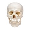 Crânio Humano Tamanho Natural em 3 Partes Anatomia - 2