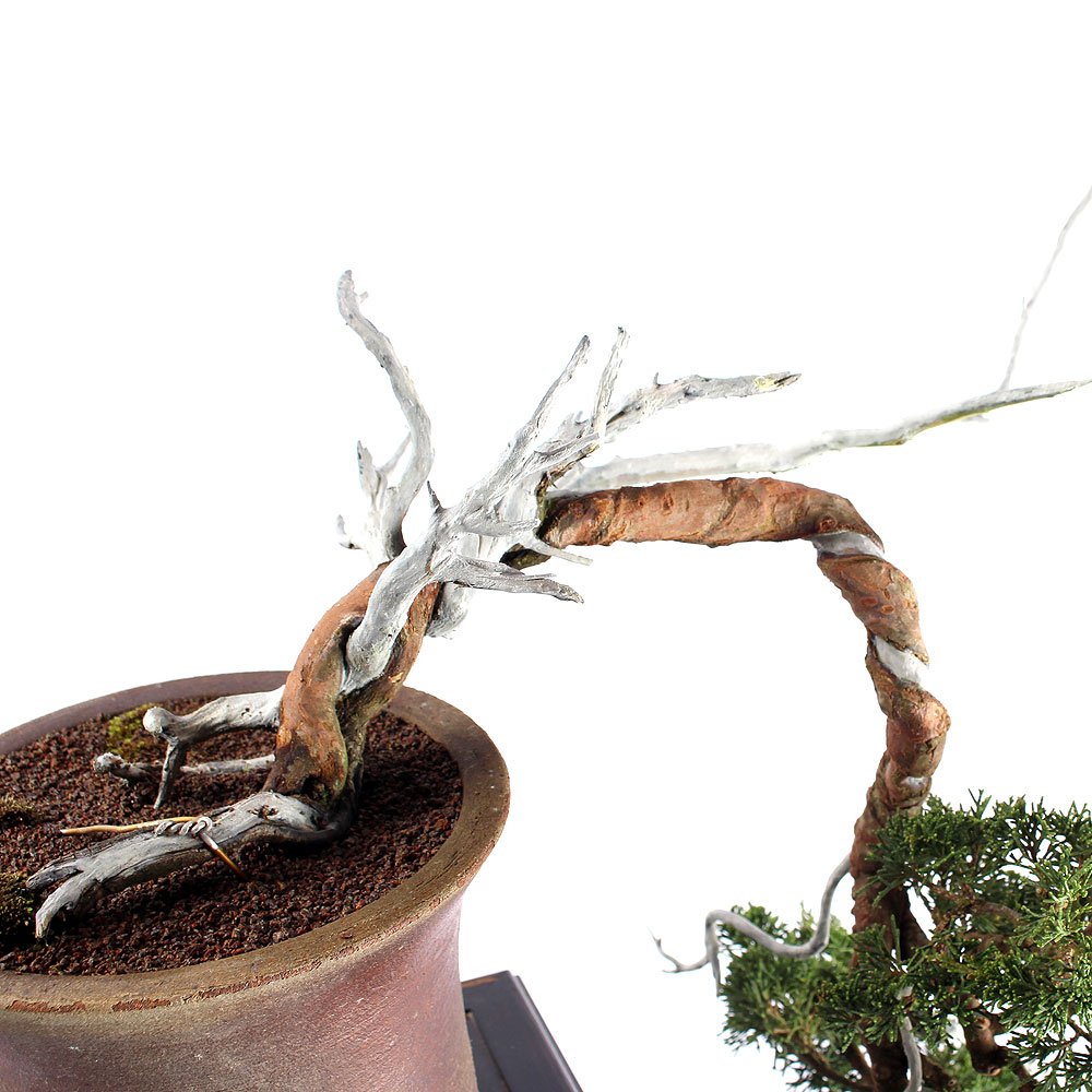 Bonsai Shimpaku Itoigawa 16 Anos - 7