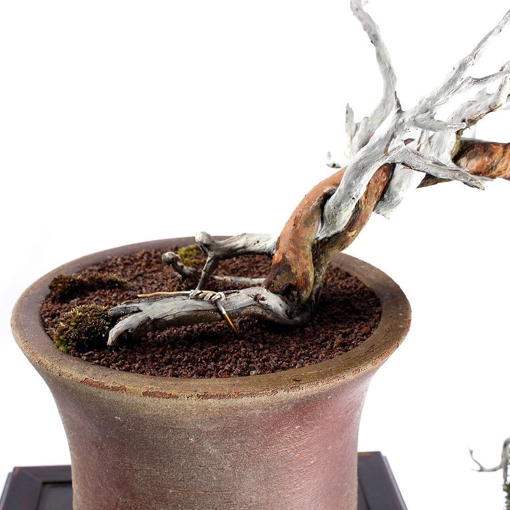 Bonsai Shimpaku Itoigawa 16 Anos - 5