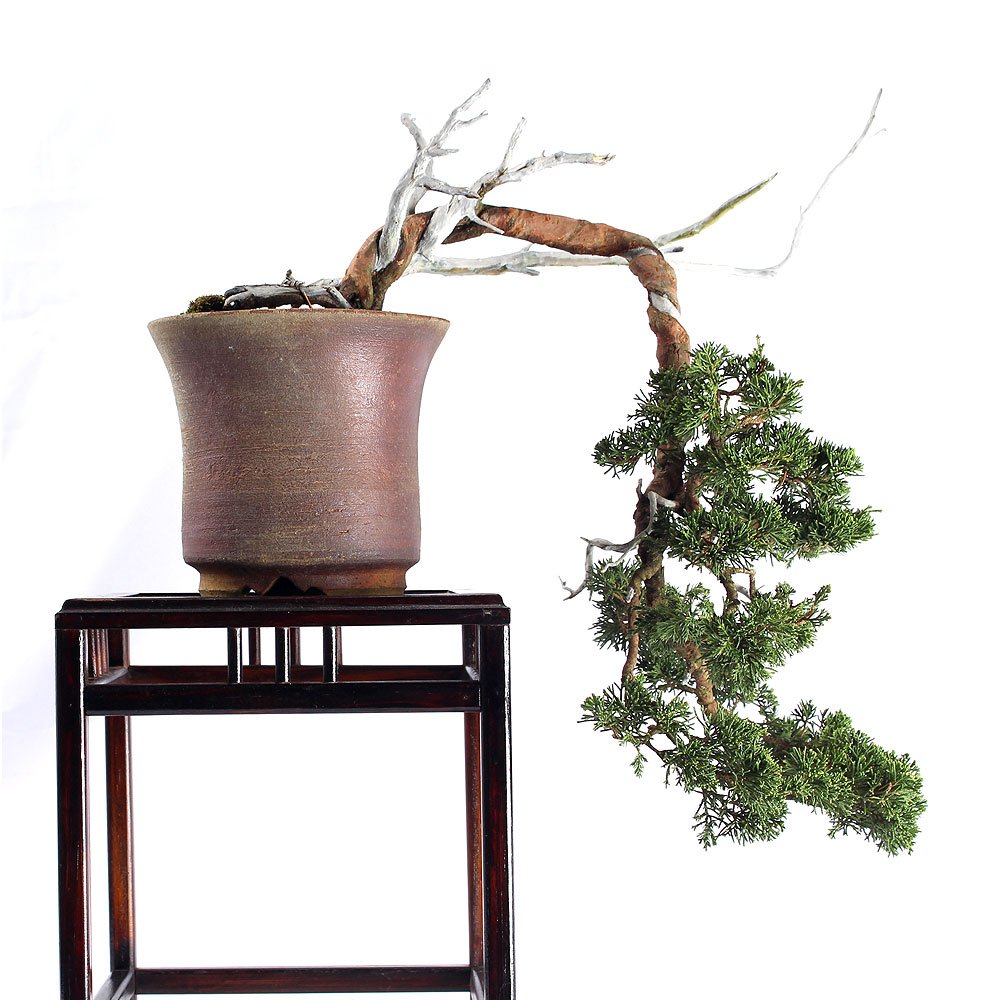 Bonsai Shimpaku Itoigawa 16 Anos - 3