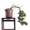 Bonsai Shimpaku Itoigawa 16 Anos - 3