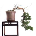 Ver imagem 3 de Bonsai Shimpaku Itoigawa 16 Anos