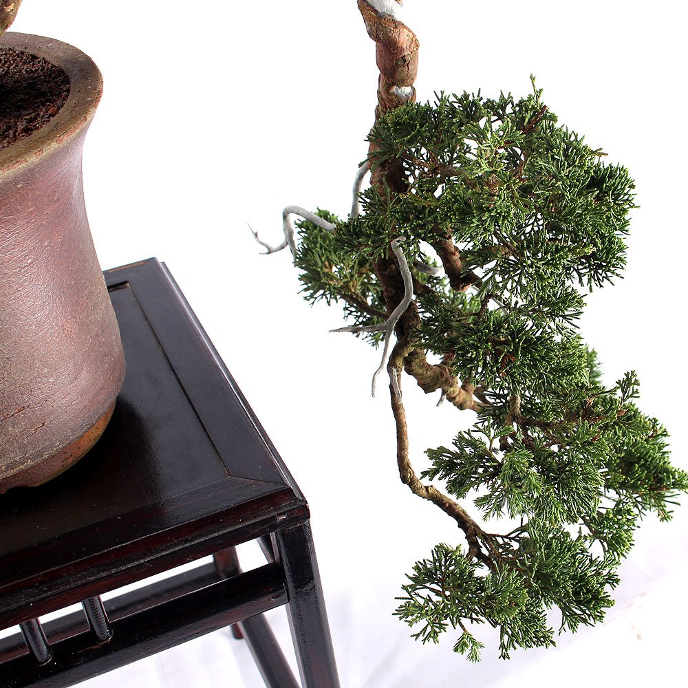 Bonsai Shimpaku Itoigawa 16 Anos - 6