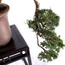 Ver imagem 6 de Bonsai Shimpaku Itoigawa 16 Anos
