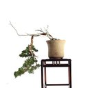 Ver imagem 1 de Bonsai Shimpaku Itoigawa 16 Anos