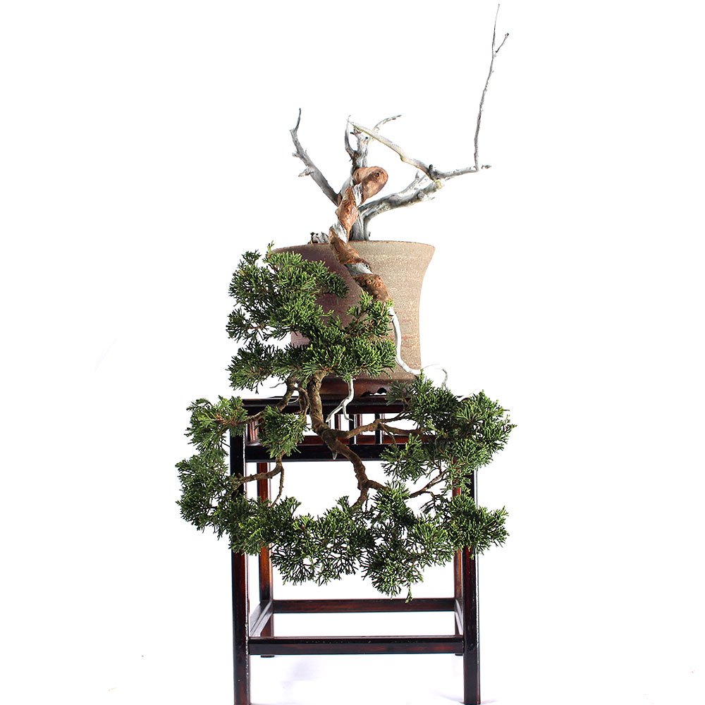 Bonsai Shimpaku Itoigawa 16 Anos - 4