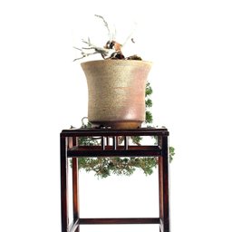 Bonsai Shimpaku Itoigawa 16 Anos - 2