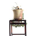 Ver imagem 2 de Bonsai Shimpaku Itoigawa 16 Anos