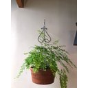 Ver imagem 6 de 2 Suportes Parede 25cm P/ Pendurar Plantas Pendente Coração