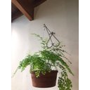 Ver imagem 7 de 2 Suportes Parede 25cm P/ Pendurar Plantas Pendente Coração