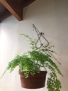 Ver imagem 7 de 2 Suportes Parede 25cm P/ Pendurar Plantas Pendente Coração